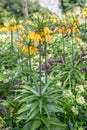 Crown imperial Fritillaria imperialis Lutea yellow flowering plants